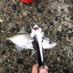 アジング釣行