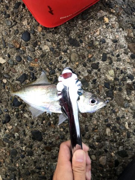 アジング釣行
