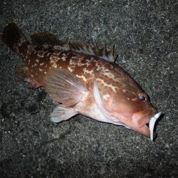 ちょっと渋めも、嬉しい1匹!