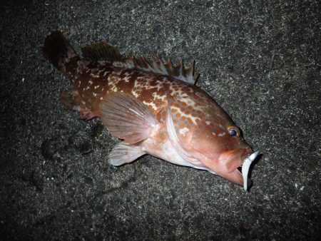 ちょっと渋めも、嬉しい1匹!