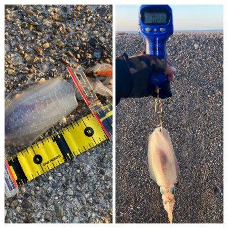 アオリイカ日々成長してます(^｡^)