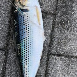 風の強い南港での釣り