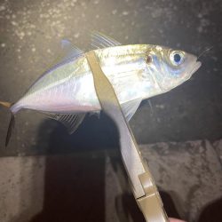 短時間アジング