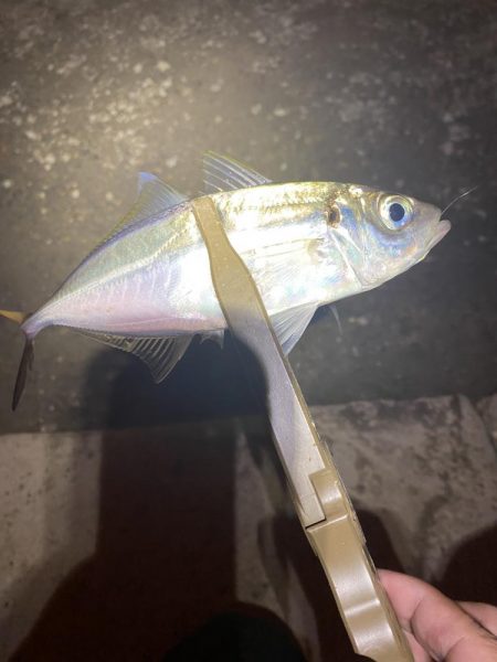 短時間アジング