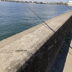 名古屋港でハゼ釣り
