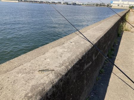 名古屋港でハゼ釣り
