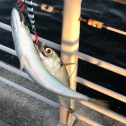 太刀魚の居なくなったシーサイド