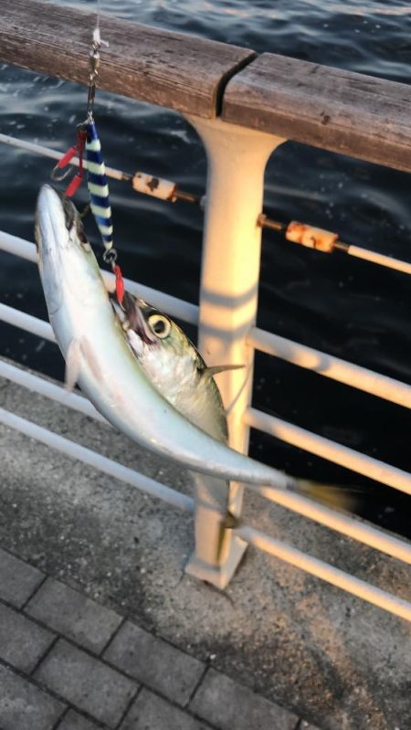 太刀魚の居なくなったシーサイド