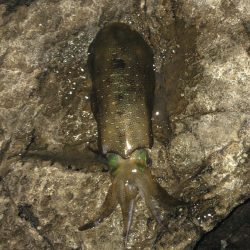 ひさびさの墨まみれ