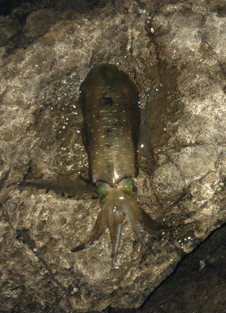 ひさびさの墨まみれ