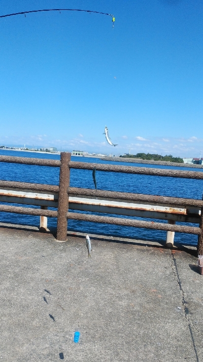 ファミリーサビキ