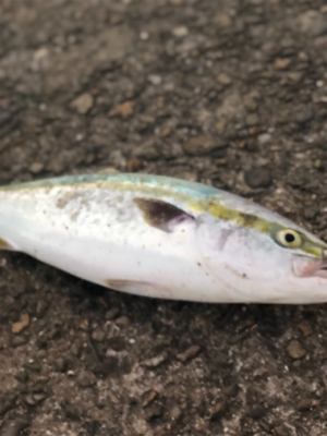 ショアジギング