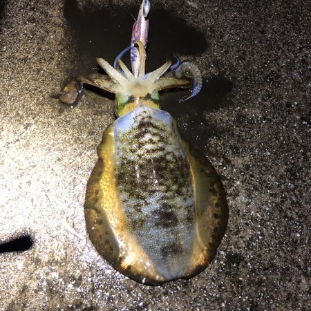 2021 佐渡ヶ島エギング 20回目