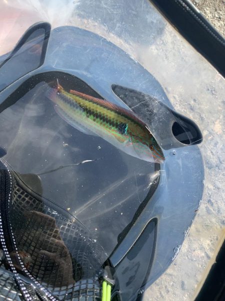 サバラッシュ!!