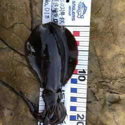 エギング&フカセ