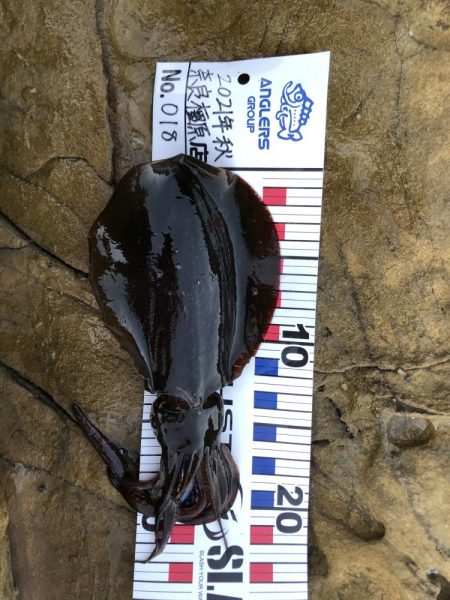 エギング&フカセ