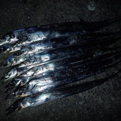 久々の2桁釣果^ ^