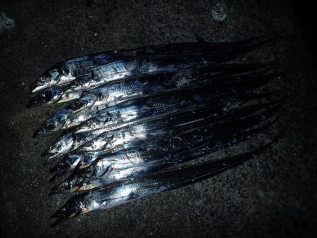 久々の2桁釣果^ ^