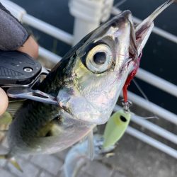 青物遠く鯖ナブラのみ。。