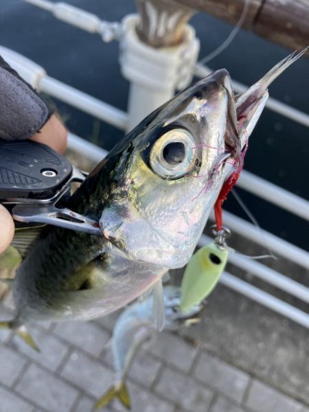 青物遠く鯖ナブラのみ。。