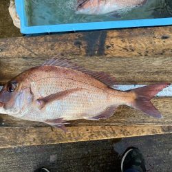 今秋、平磯のマダイ好調なのでは？