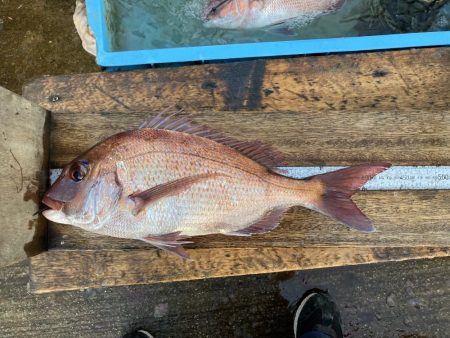 今秋、平磯のマダイ好調なのでは？