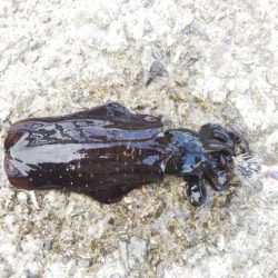 イカの三種盛り