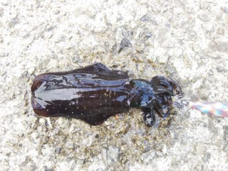 イカの三種盛り