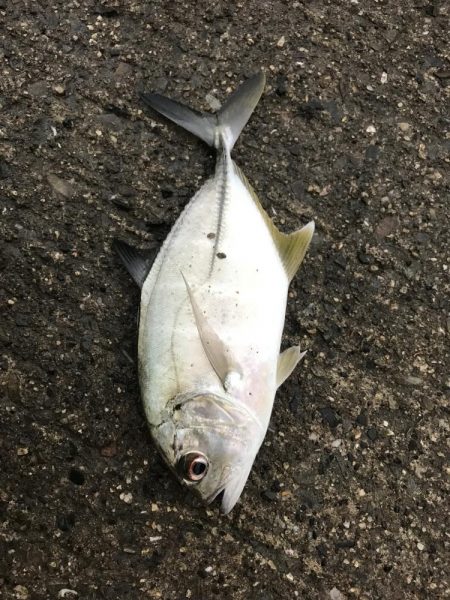 ガッシーがいない！