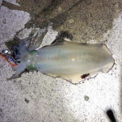 2021 佐渡ヶ島エギング 23回目