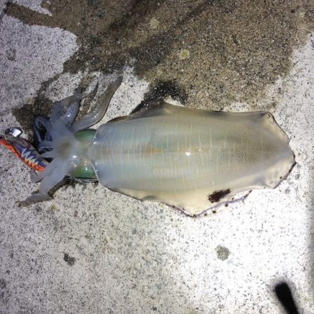 2021 佐渡ヶ島エギング 23回目