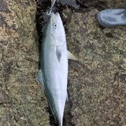 ブリ　多数　トライデント150(シンキングミノー)