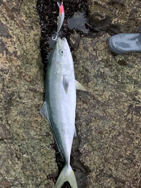 ブリ　多数　トライデント150(シンキングミノー)