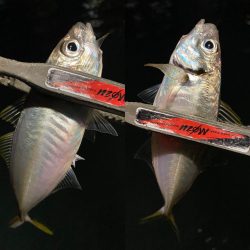 豆アジを釣るための答え合わせ