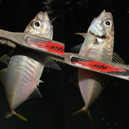 豆アジを釣るための答え合わせ