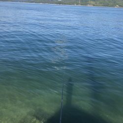 しまなみエギング ドピーカン