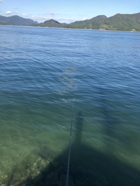 しまなみエギング ドピーカン