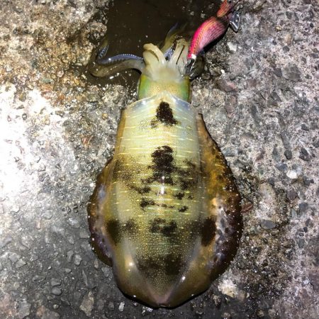 2021佐渡ヶ島 エギング　29回目