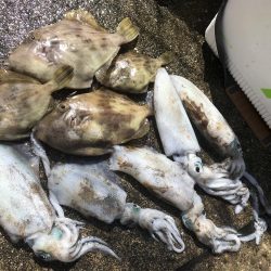 イカハゲショート