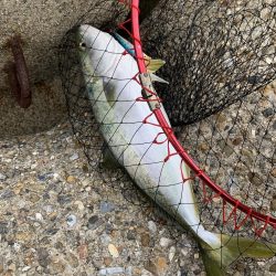 ガハハハハ　ツバス大