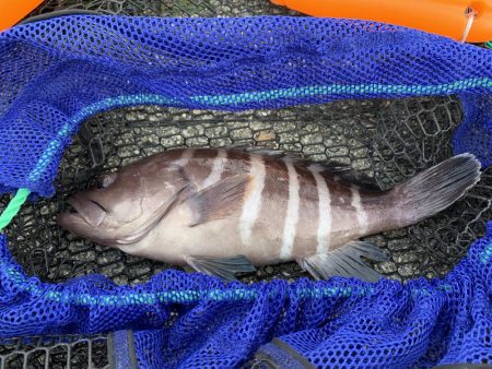 アジ&カワハギ&マハタ&太刀魚の生態調査