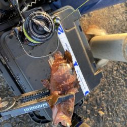 サゴシが入ればピッチングで入れ食い