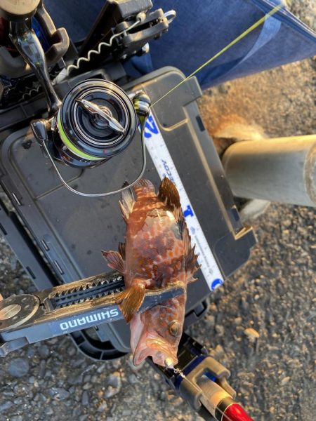 サゴシが入ればピッチングで入れ食い