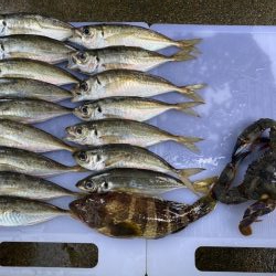 初投稿！釣り歴7年目の中学2年生でぇーす