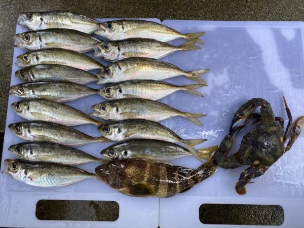初投稿！釣り歴7年目の中学2年生でぇーす