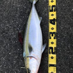 ど干潮潮止まり