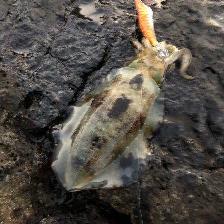 2021 佐渡ヶ島エギング 21回目