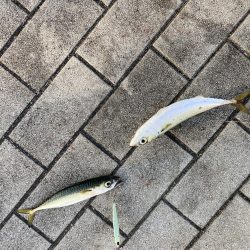 今朝は控え目な鯖無限城ww