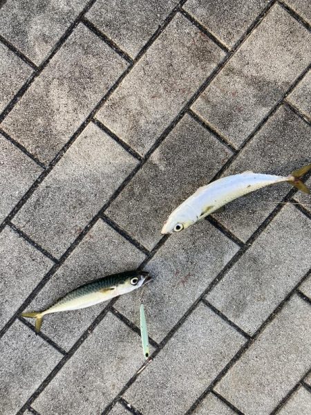 今朝は控え目な鯖無限城ww