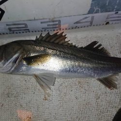 大潮　シーバス&マゴチ